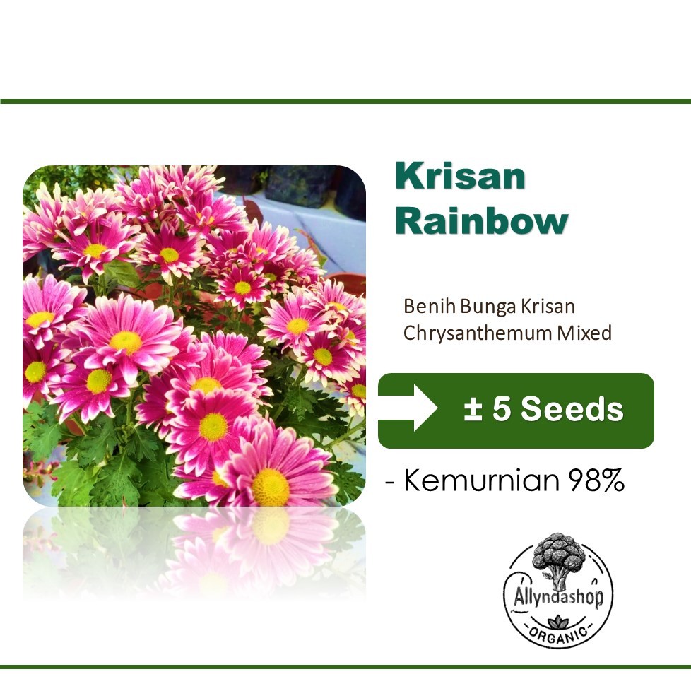 100Bibit Benih Bunga Krisan Rainbow Chrysanthemum Mixed Unggul