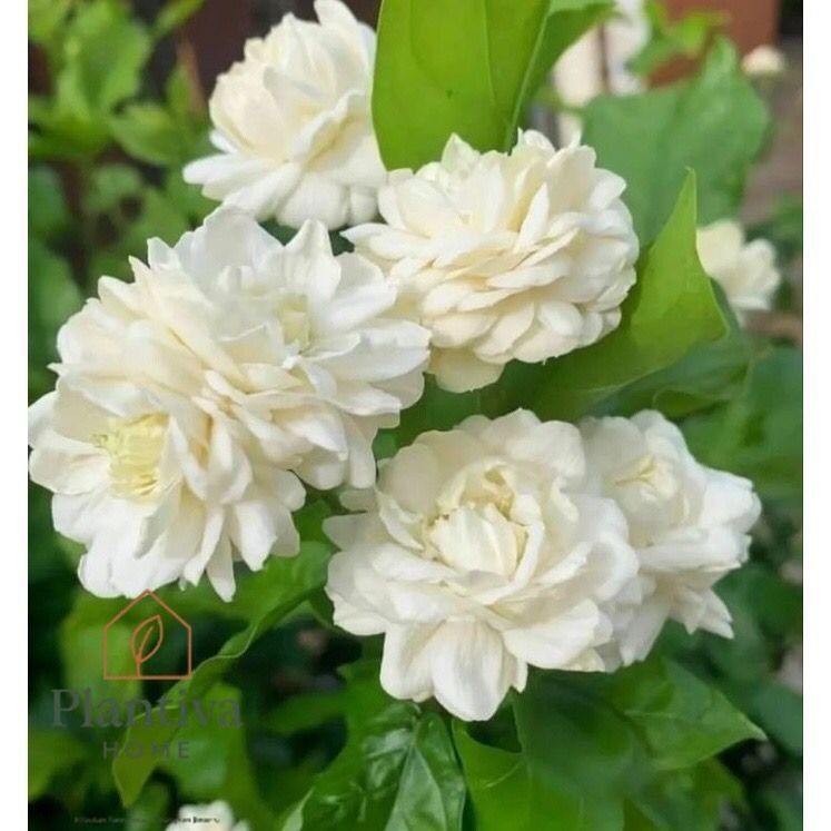 Promo tanaman melati tumpuk / Melati bunga tumpuk / Melati wangi / Melati tumpuk Original