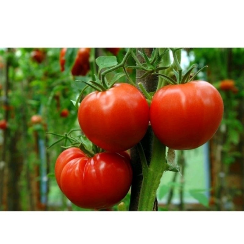 100 BENIH TOMAT BESAR UNGGUL