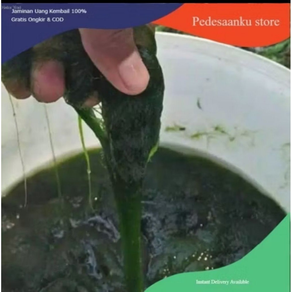 Lumut Pancing Lumut Alge²Hidup Telaga Air Danow Tawar 200