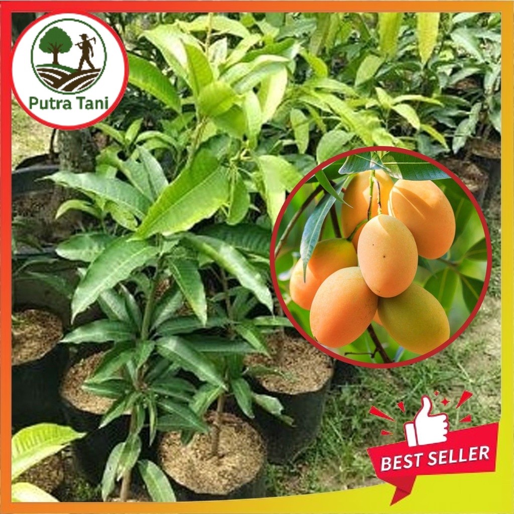 Bibit Mangga Madu Asli Tanaman Buah Hasil Okulasi Super Unggul Tabulampot Bibit Tanaman