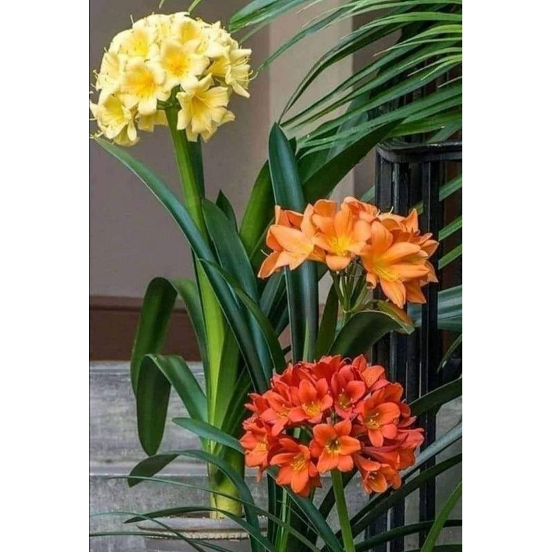 ( PROMO ) tanaman hias bunga Bakung amarilis paket 3 kuning Oren merah