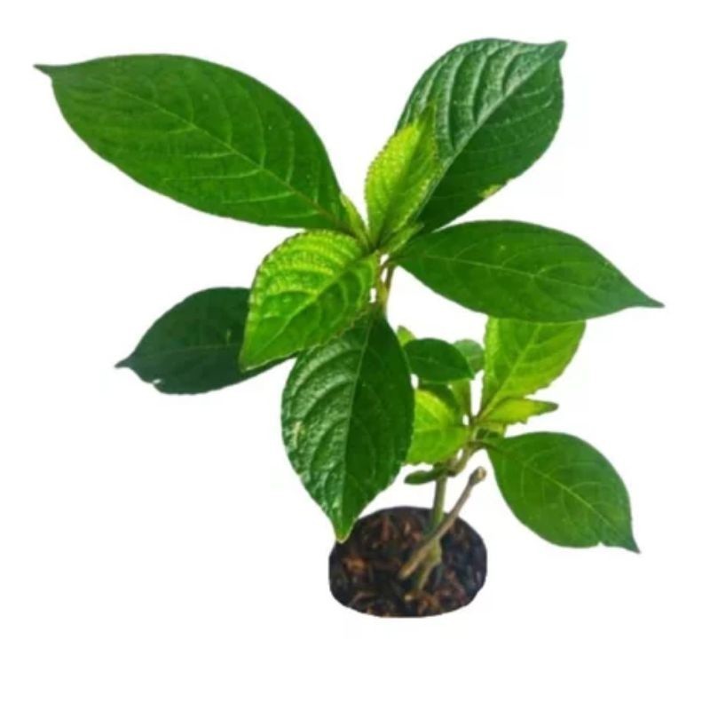 Bibit keji beling / pecah beling / obat herbal