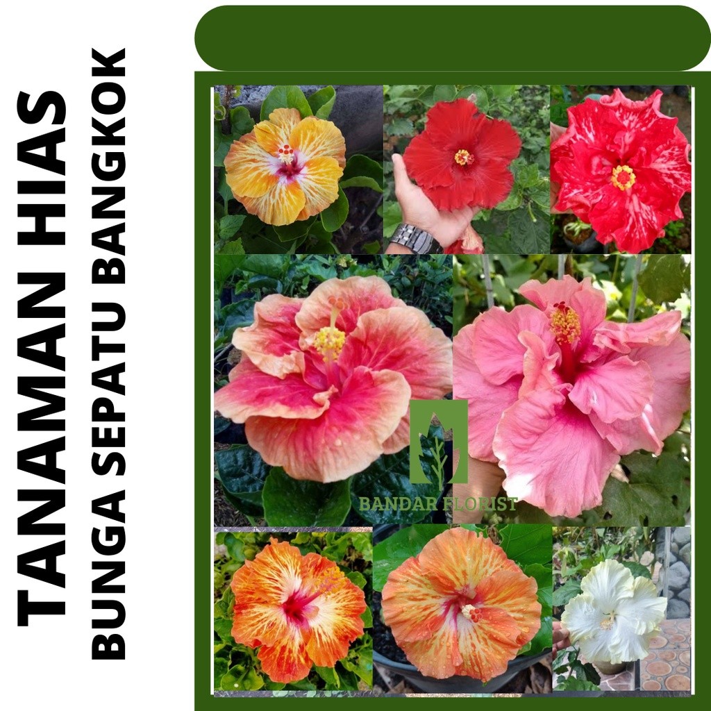 Bunga sepatu Bangkok -Tanaman hias hibiscus sepatu - banyak warna (Mahal Berkualitas)