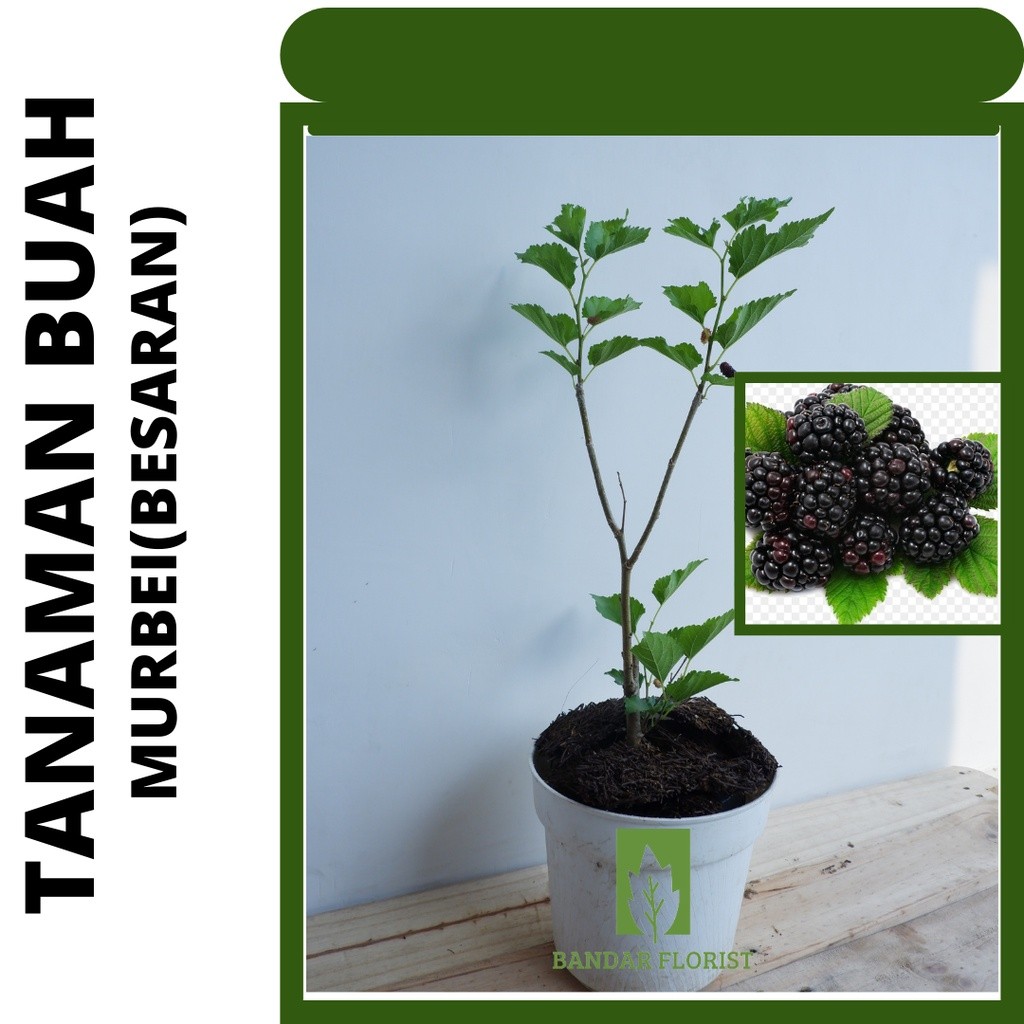 Tanaman buah murbei -tanaman buah besaran - murbei - sudah berbuah