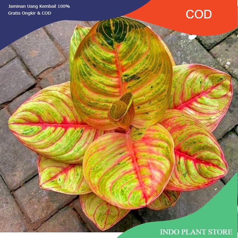 bibit anakan aglonema moonlight