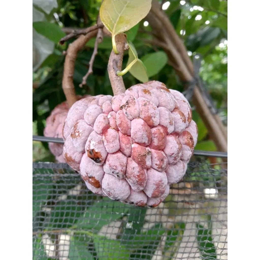 BUAH SRIKAYA SEGAR MERAH DAN HIJAU