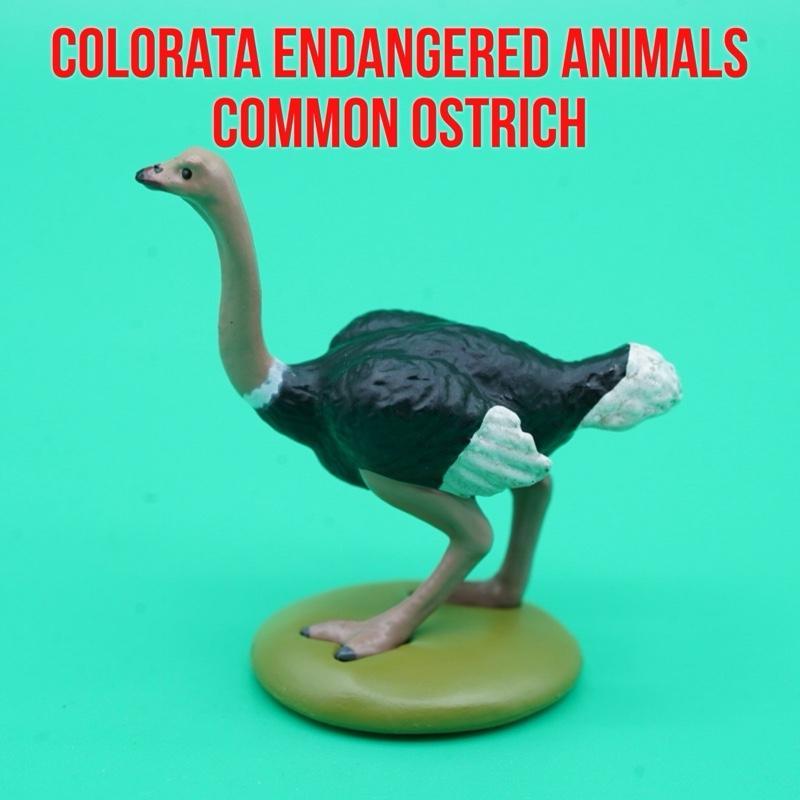 Colorata Endangered Animals | Common Ostrich Burung Unta Struthio | Mainan Figure Binatang Miniature