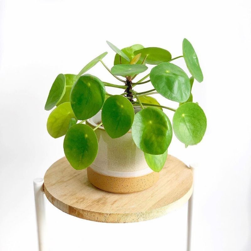 Tanaman hias pilea peperomioides / pilea coin