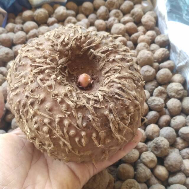 Bibit Umbi Porang Super 1 Kg Siap Tanam