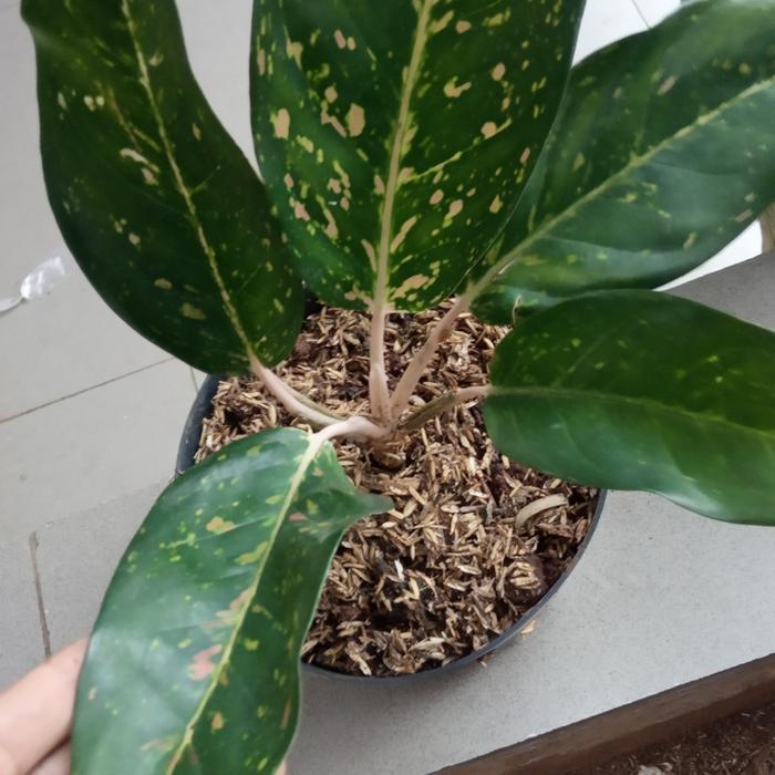 tanaman hias aglonema bigroy hijau Termurah