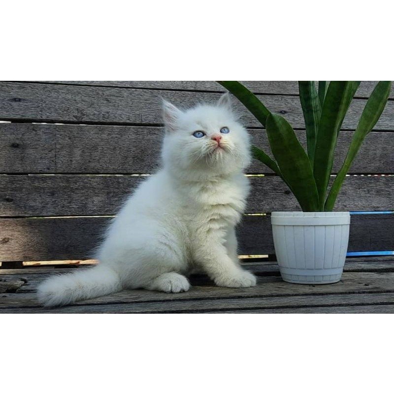 Kucing Persia X Himalaya Blue eyes