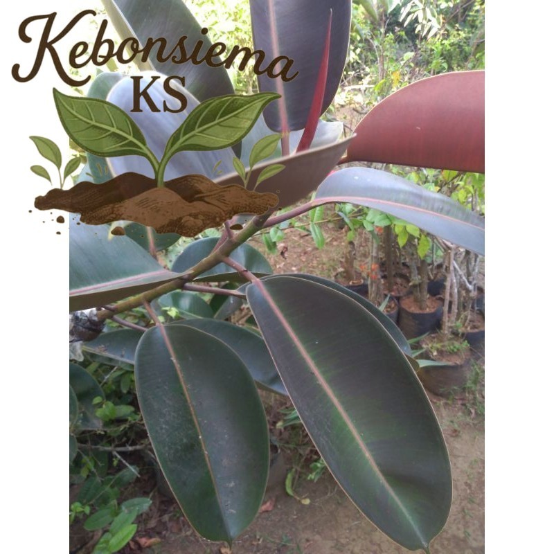 Stek Daun karet kebo/daun karet kebo merah/daun karet kebo segar obat stroke/paket daun karet kebo h