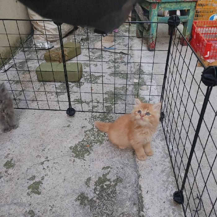 kucing kitten persia 5 ekor - oren 1