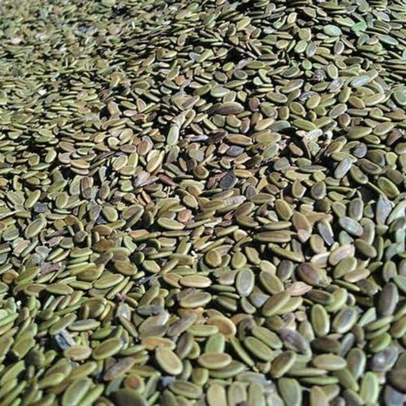 SALEBIJI SENGON LAUT / BENIH SENGON LAUT SUPER / 1 KG / benih sengon laut premium / BIJI SENGON / al