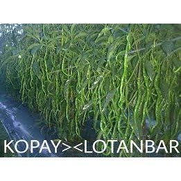 25 Benih /Biji Cabe LOTANBAR - Bibit Cabe LOTANBAR - CMK LOTANBAR - Benih Cabe Merah Keriting LOTANB