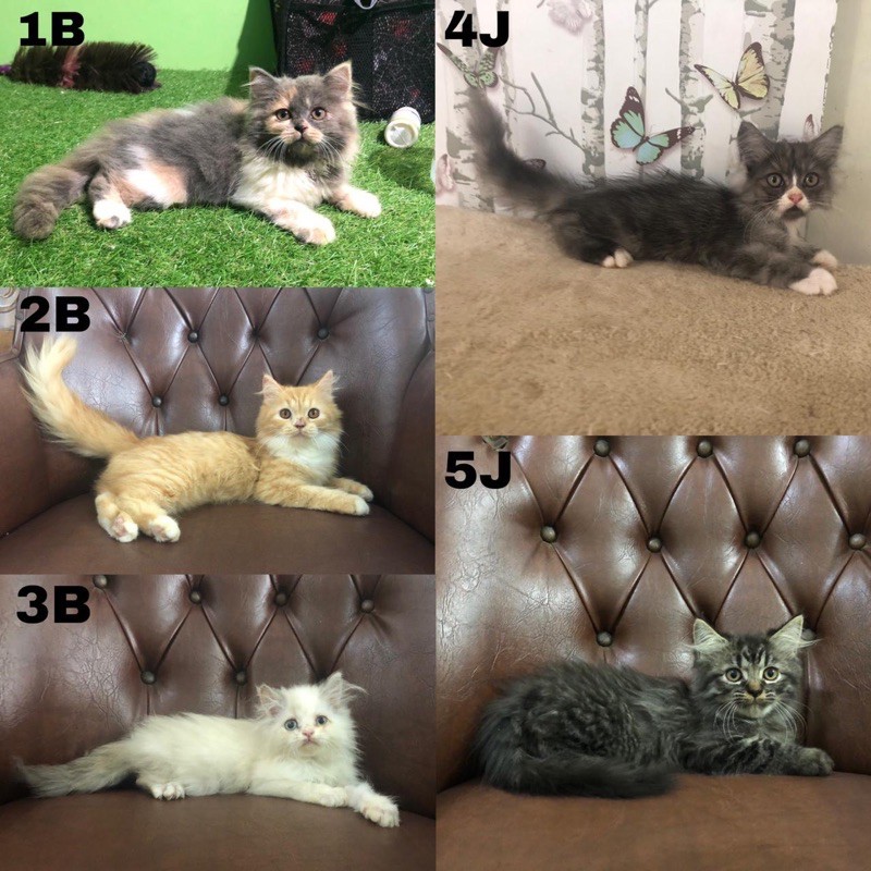 kucing persia longhair bulu kapas