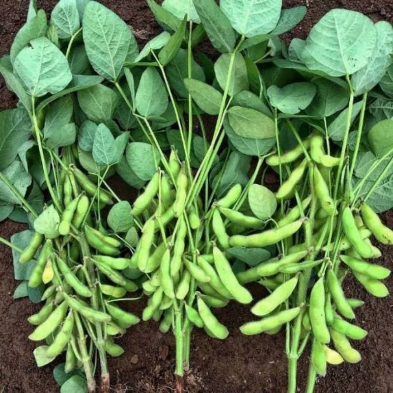 10 biji Benih Kacang Edamame Bibit Edamame