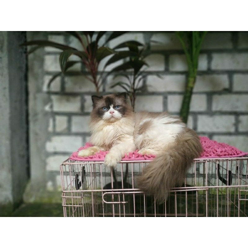 kucing jantan ragdoll dan betina Himalaya ragdoll