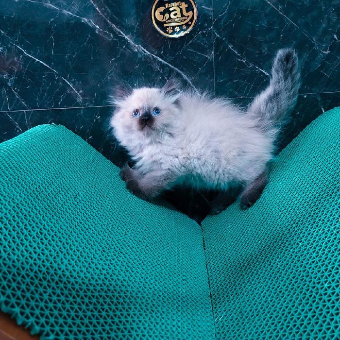 kucing persia muchkin Himalaya