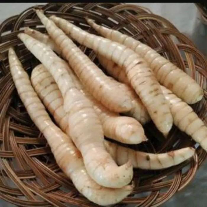 Umbi Garut Segar Umbi Garut Fresh Umbi Garut Super 1Kg