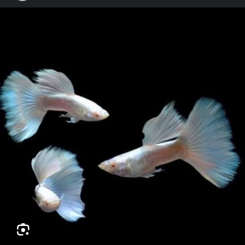 ikan hias guppy full albino platinum (AFP) pair