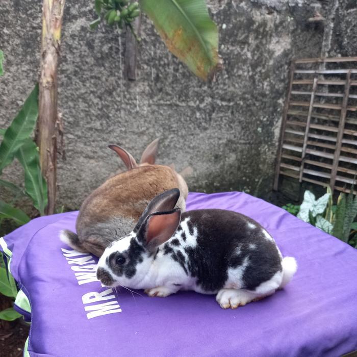 Kelinci Rex bulu karpet anakan sepasang (5). by Happypaws id