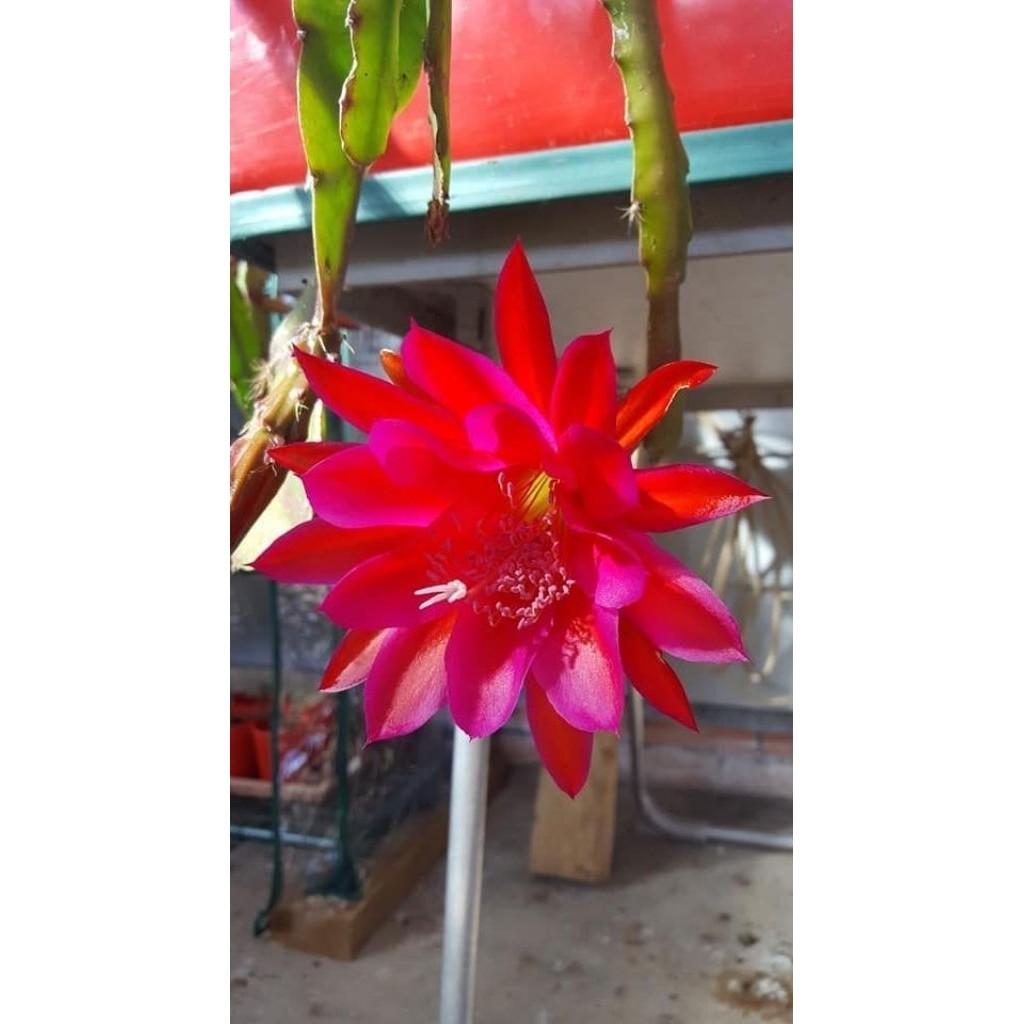 Wijaya kusuma bunga merah / Pohon wijaya kusuma / Tanaman wijaya kusuma
