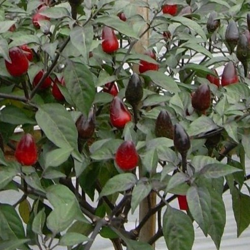 paket 3 Benih Cabe Hias UNGARA -myseedgsrden