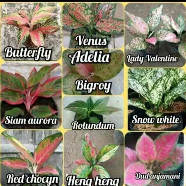 Paket 10 tanaman aglonema ukuran dewasa paket 10 jenis tanaman aglonema