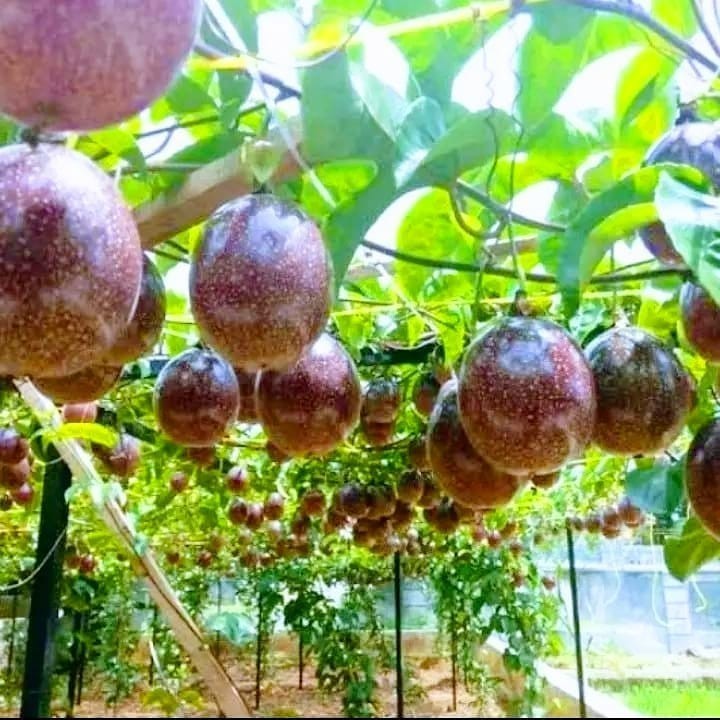 50benih  MARKISA MANIS SUPER UNGGUL