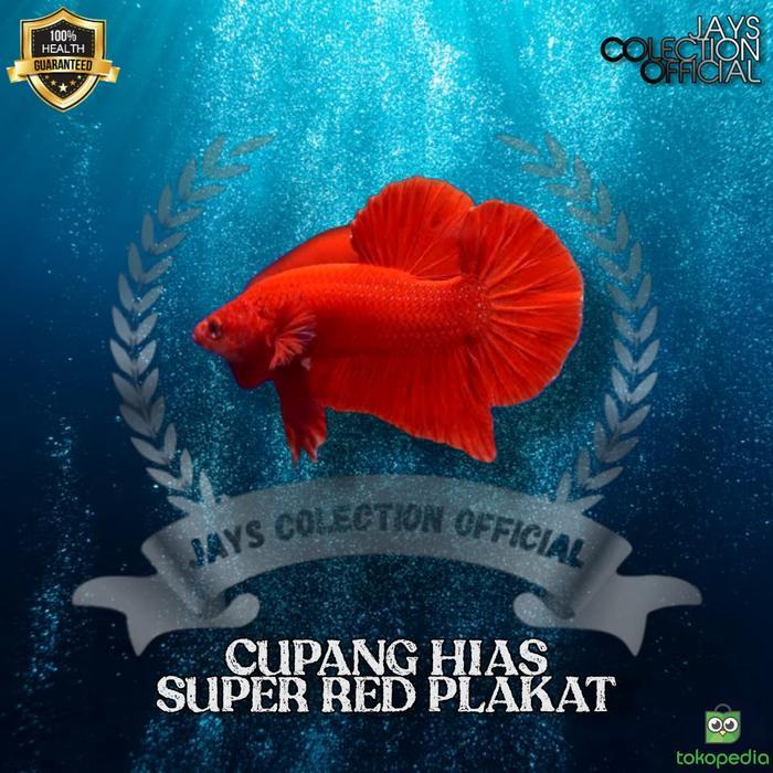 IKAN CUPANG SUPER RED - HALFMOON