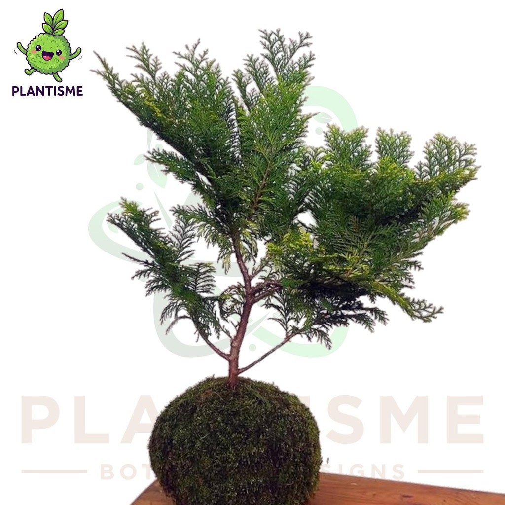 Mossball – Golden Lawson Cypress Chamaecyparis Lawsoniana Cemara Kipas Kuning Bonsai Mini Tropis Ind