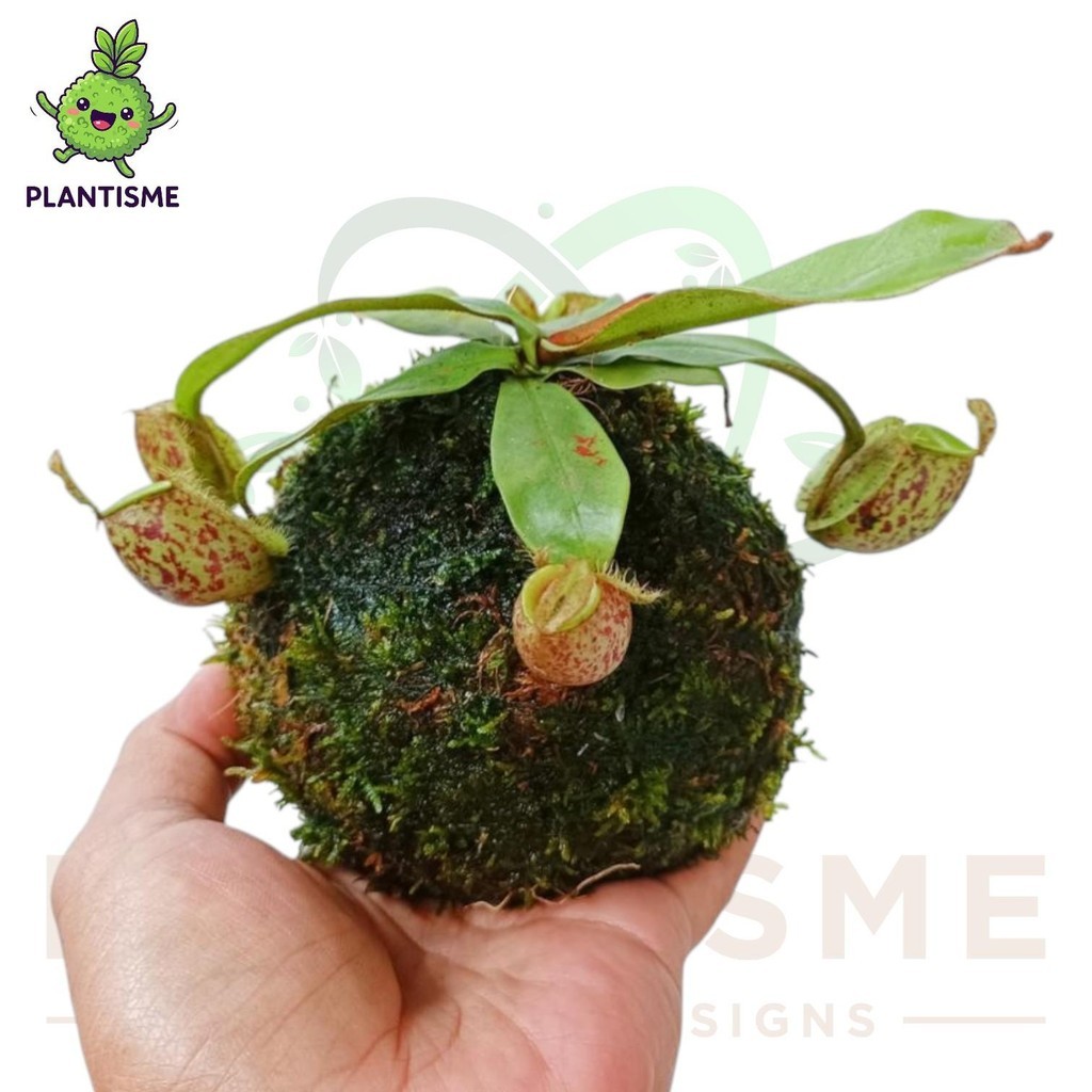 Mossball Nepenthes Ampullaria Tanaman Karnivora Carnivores Plants