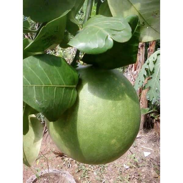 Daun Jeruk Bali - Obat Jerawat