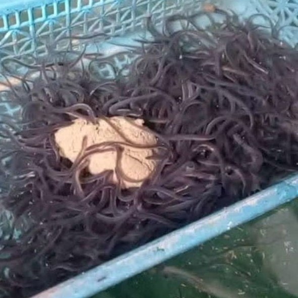 [PAKET HEMAT] Benih Ikan Sidat Hidup Super isi 200 ekor