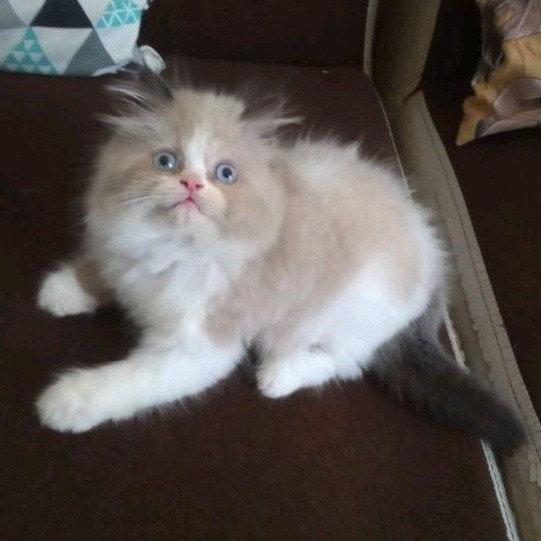 Kucing Persia Anak Kucing Flatnose Blue Silver Simetris Peaknose Kitten Himalaya Ragdoll Munchkin Lu