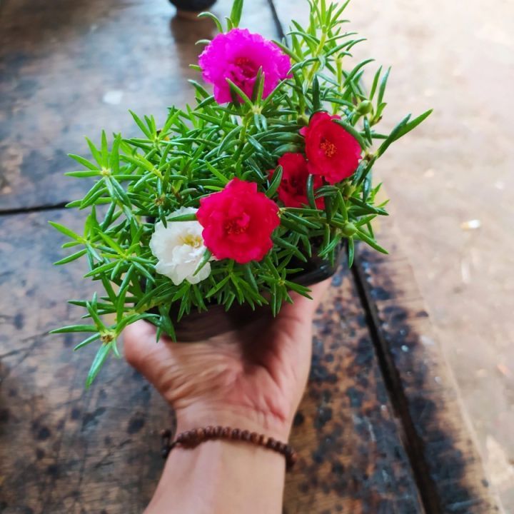 Promo bisa cod KROKOT SUTRA BOMBAY / BIBIT TANAMAN HIAS BUNGA SUTRA BOMBAY / BUNGA KROKOT / PORTULAC