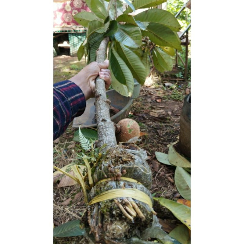 fress cangkok mamey sapote jenis alkil.havana.lorito.espeda.pace & super red