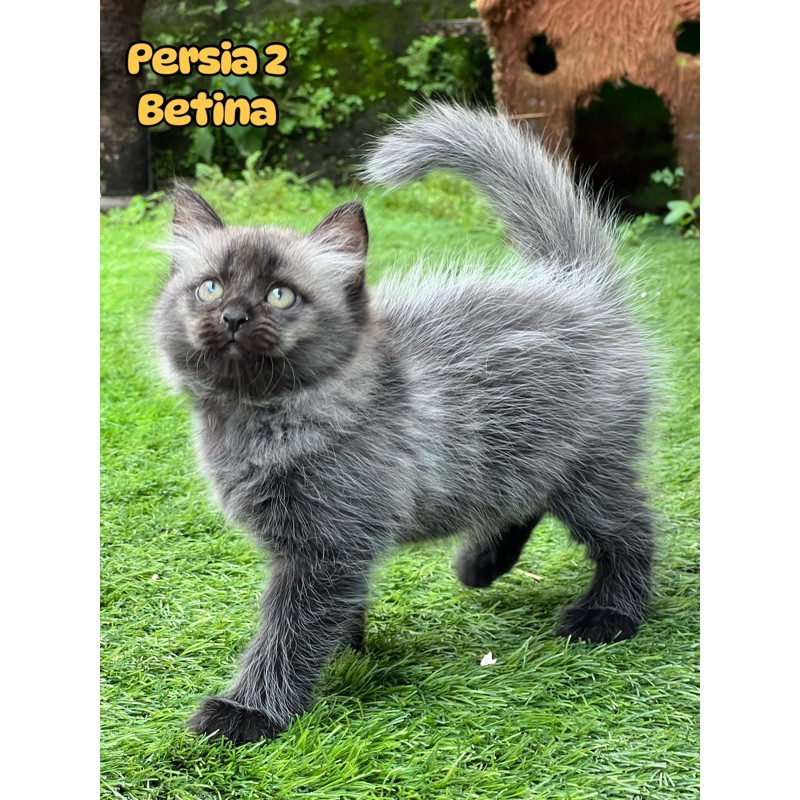 Kucing persia longhair