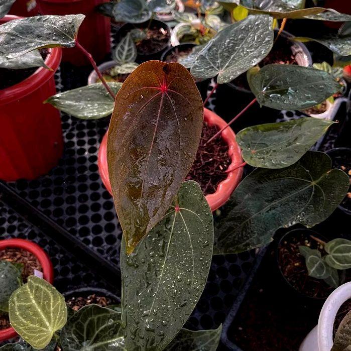 Bonggol Bibit Anthurium Redspider