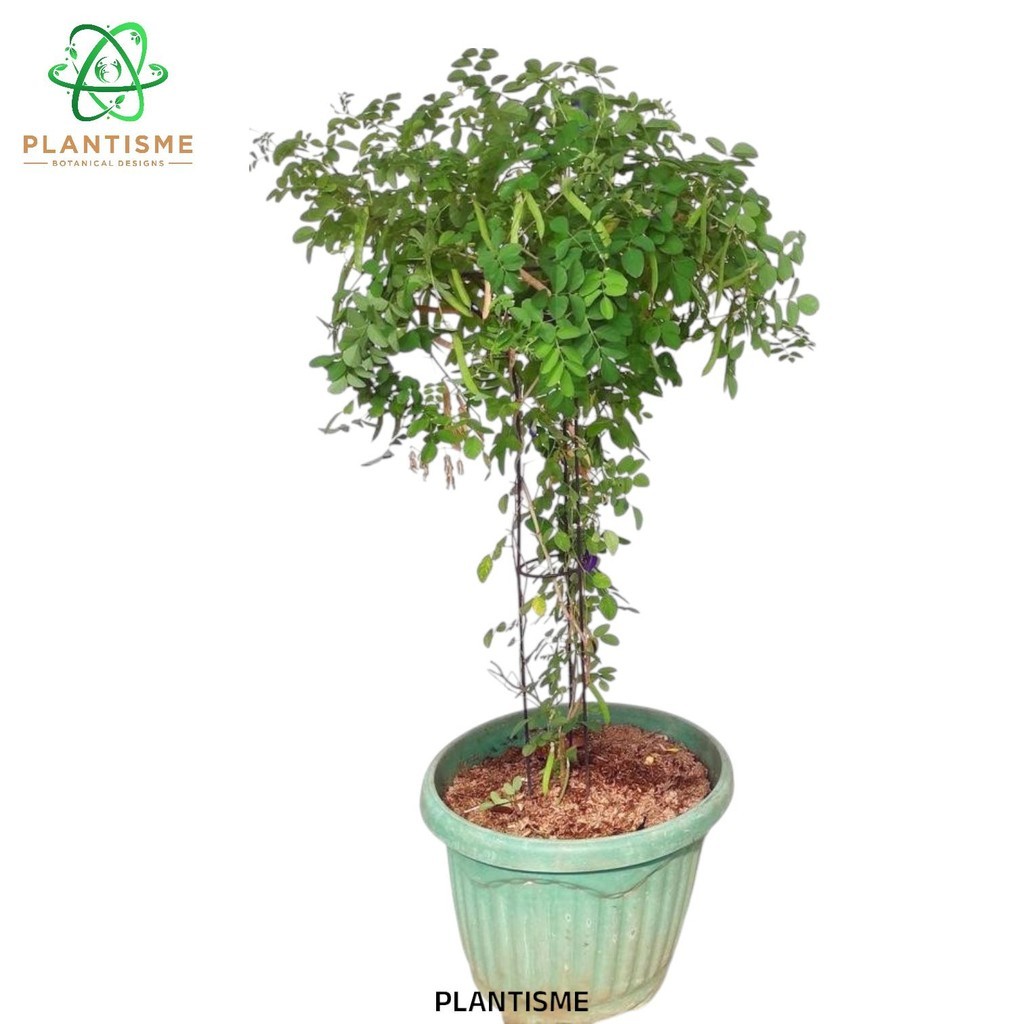 Rambatan Tanaman – Wrelle Tower Planter Pergola Besi Media Tanam Rambatan Vertikal Penyangga Kokoh S