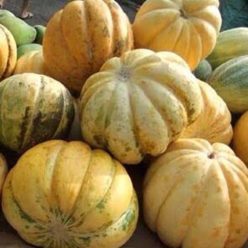 50 BENIH BIJI BLEWAH MADU