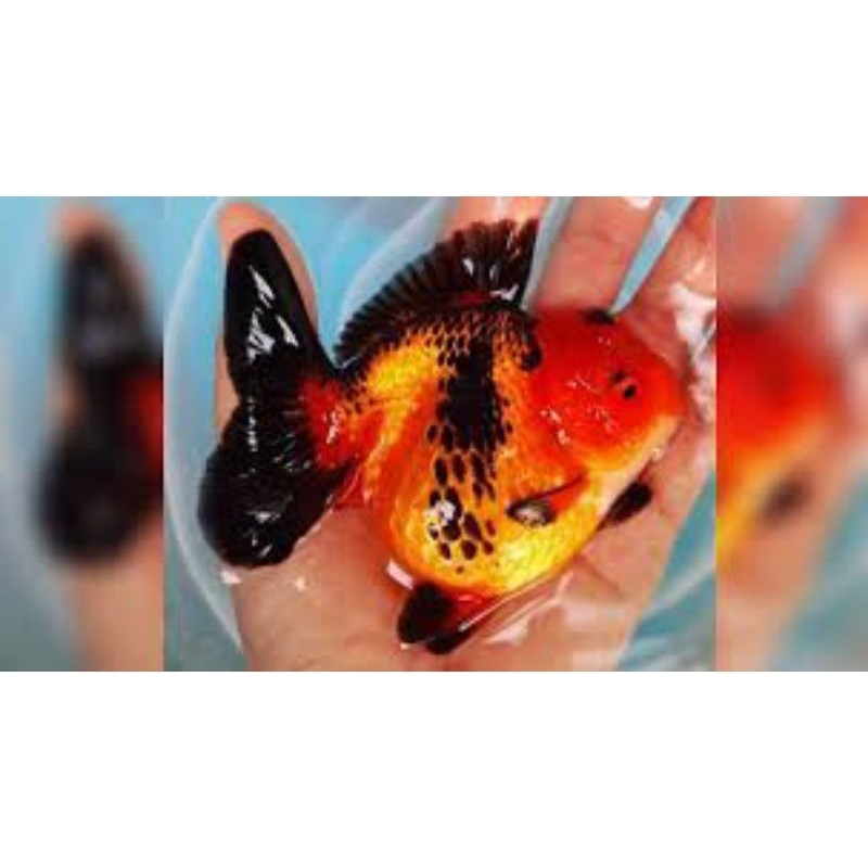 oranda bg blackgold 8-10 cm koki goldfish tulungagung bagongann