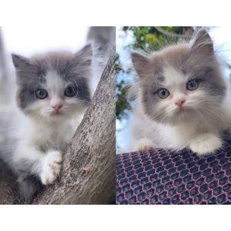Kitten Kucing Persia Flatnose Super Abu Putih Favorit Long Hair