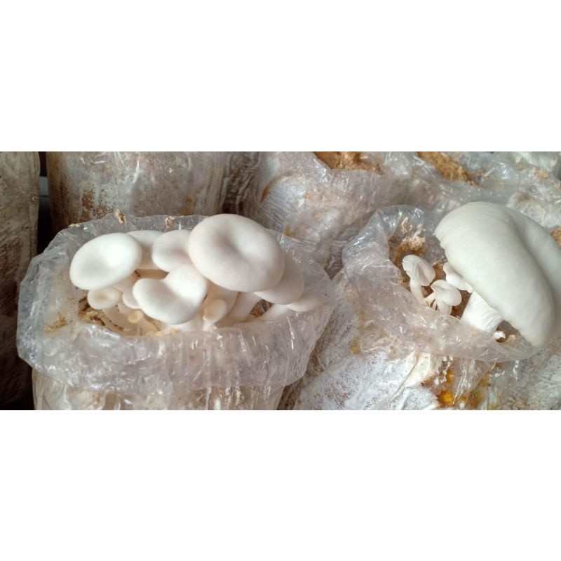 promo baglog jamur tiram / bibit jamur tiram gratis ongkir