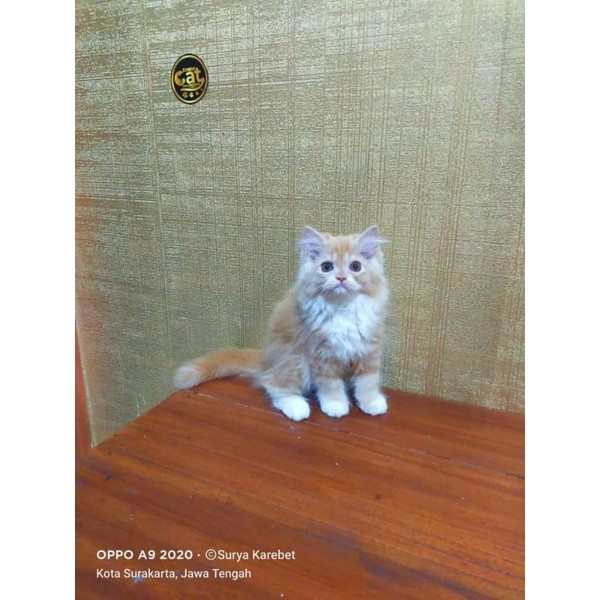 Persia maincone kucing Oren Surai putih