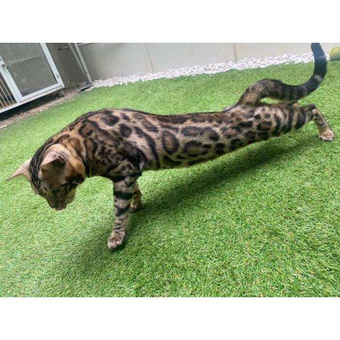Open Adopt Kucing Bengal Bersertifikat (Jantan)