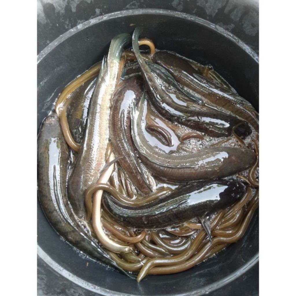 JUAL IKAN GABUS HIDUP JUMBO 1KG BERKUALITAS