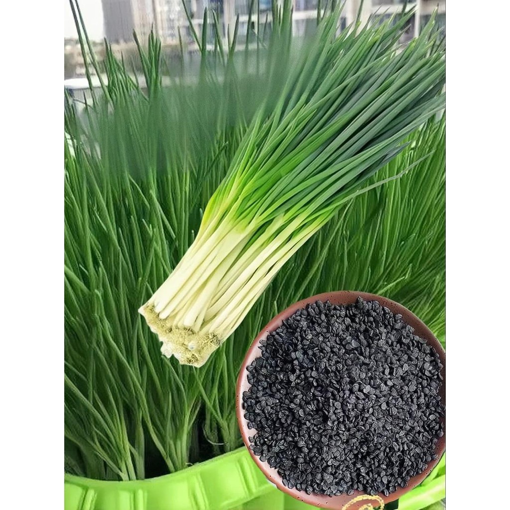 {100 Biji} Benih Bawang Daun Jepang Pawasurimu Repack